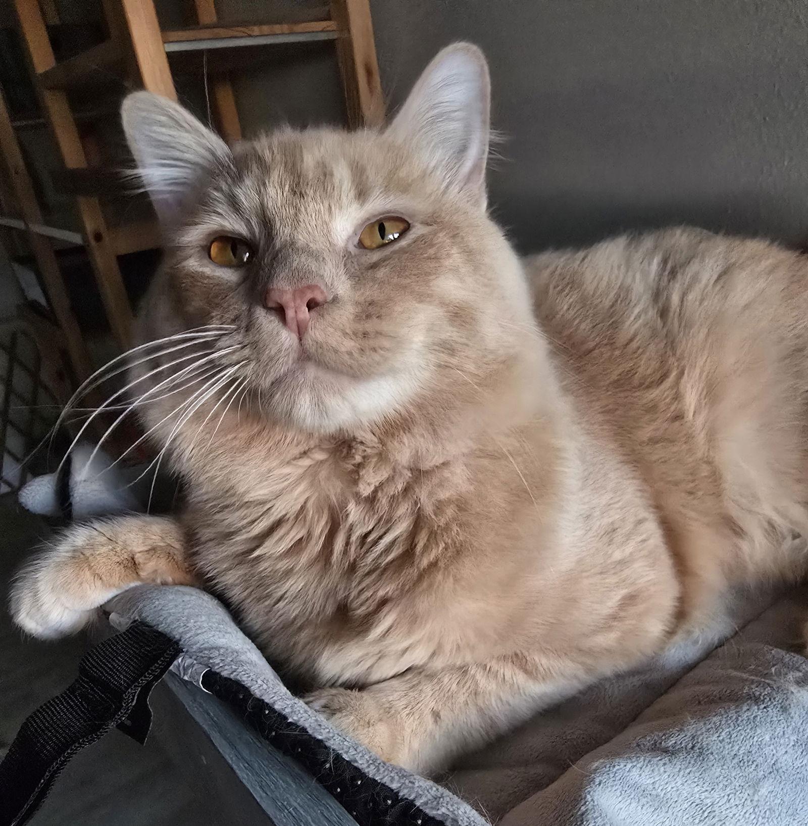 Enlarge Jerry, a Adopted Domestic Short Hair in Rowlett, TX image 2/3