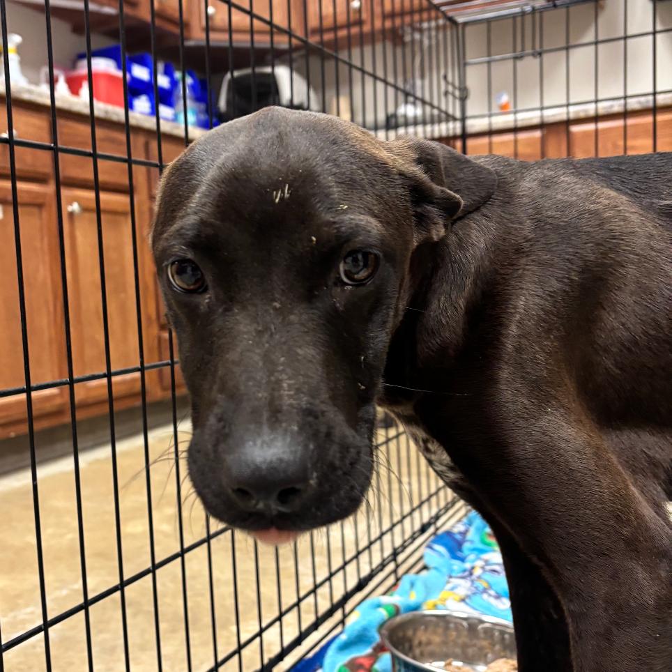 Raven - 032506U, Adoptable, Young Female Terrier & Mixed Breed.