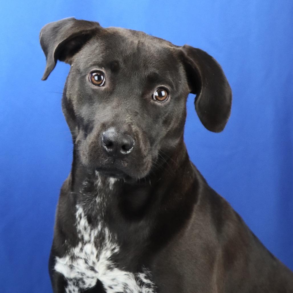 Raven - 032506U, a Adoptable mixed breed in Tupelo, MS image 2/5