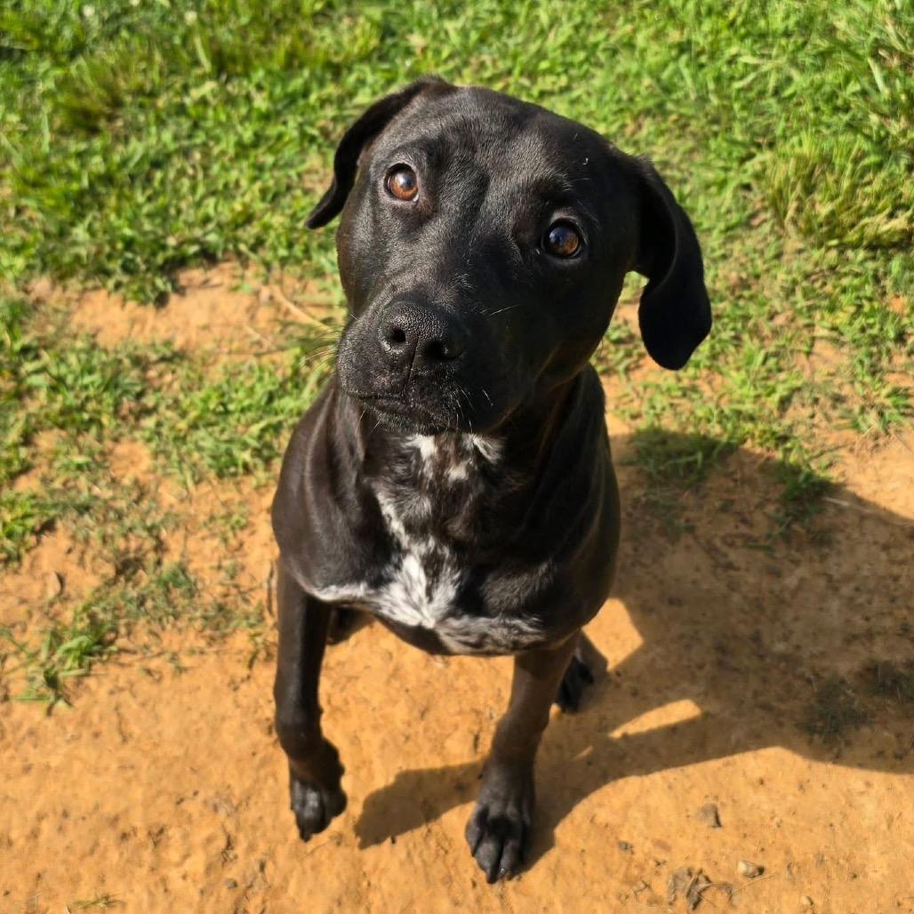 Raven - 032506U, a Adoptable mixed breed in Tupelo, MS image 2/4