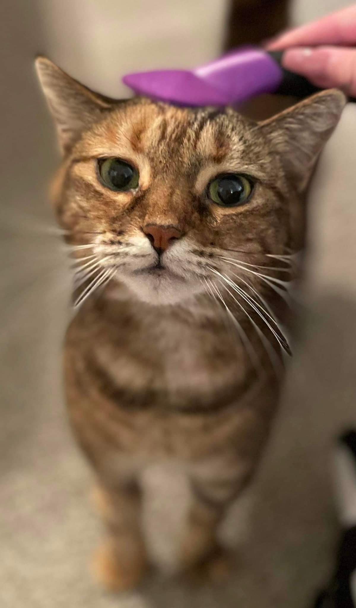 Mimi 3