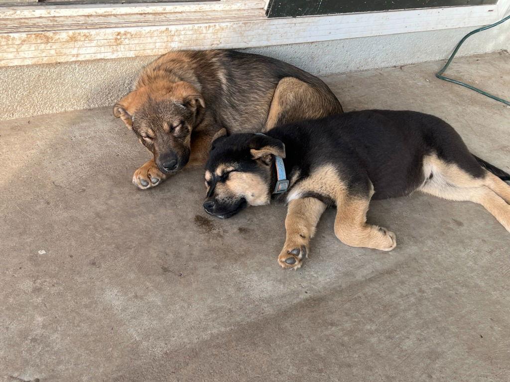 Bow, Adoptable, Puppy Male German Shepherd Dog.