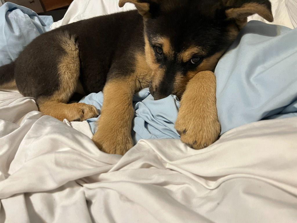 Enlarge Bow, a Adoptable German Shepherd Dog in Modesto, CA image 2/3