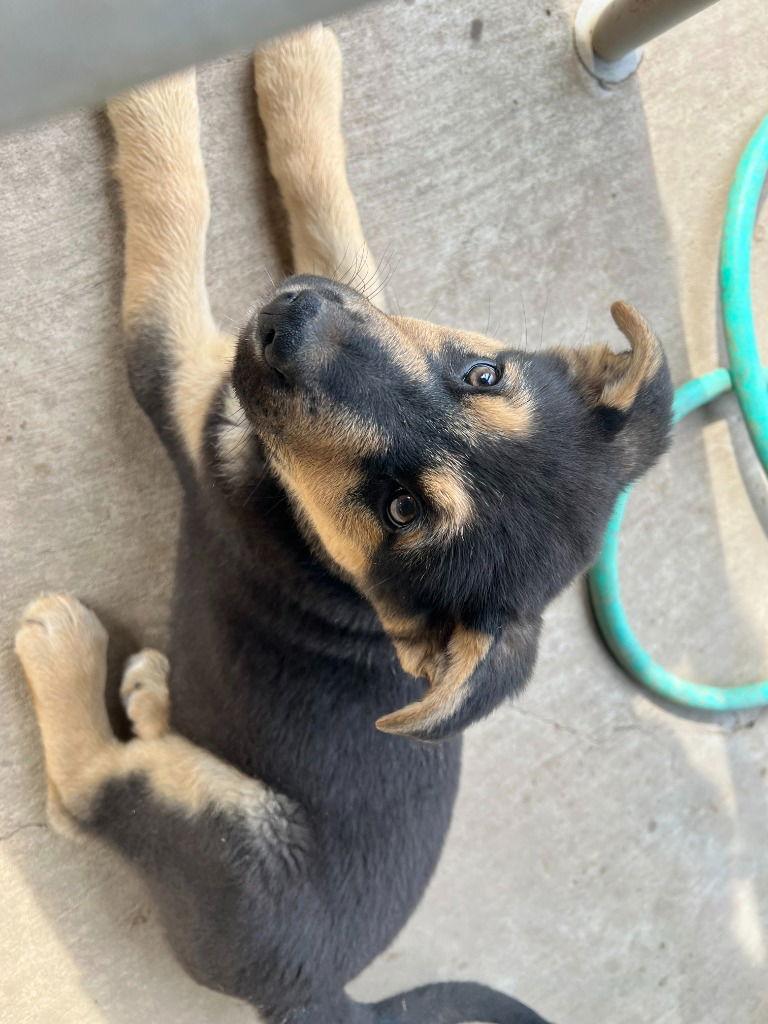 Enlarge Bow, a Adoptable German Shepherd Dog in Modesto, CA image 3/3