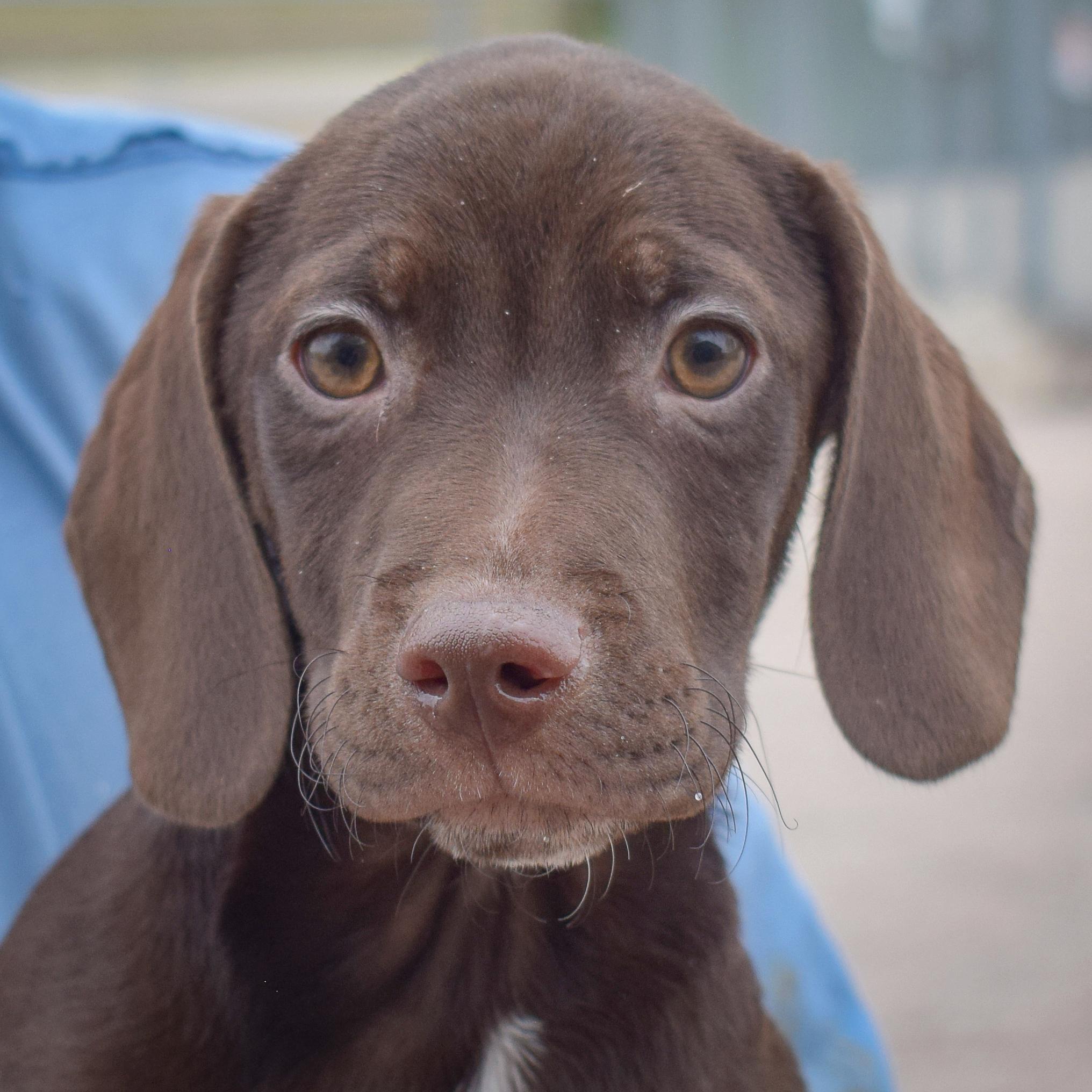 Monterey, Baby Male Beagle
