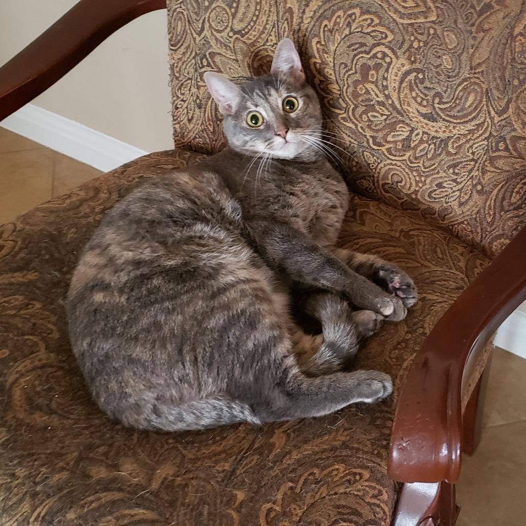 Enlarge Illy, a Adoptable mixed breed in Bulverde, TX image 1/4