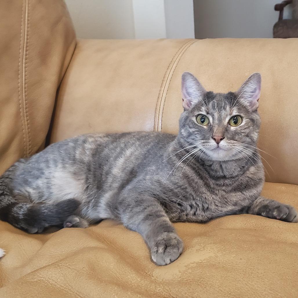 Enlarge Illy, a Adoptable mixed breed in Bulverde, TX image 2/5