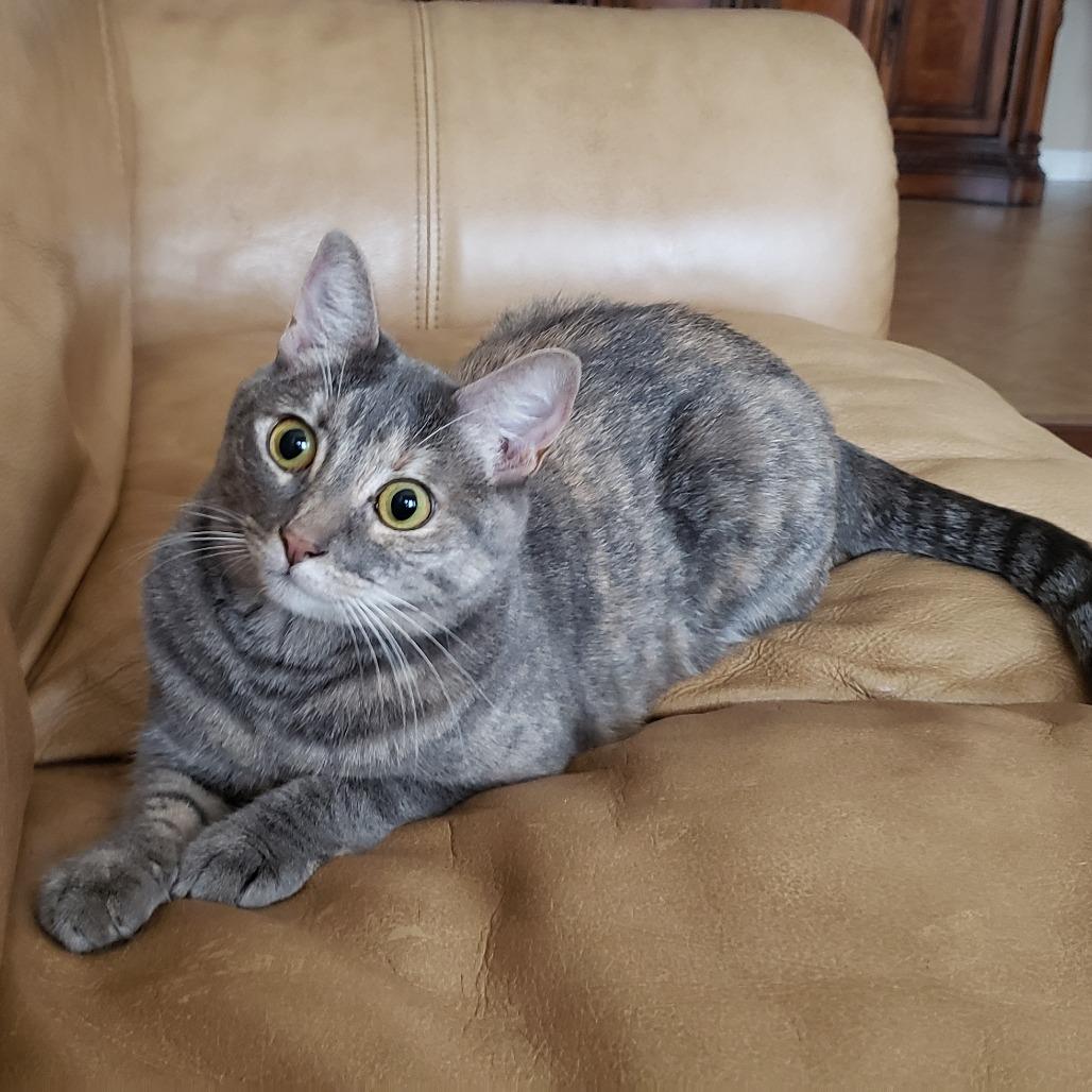 Enlarge Illy, a Adoptable mixed breed in Bulverde, TX image 2/4