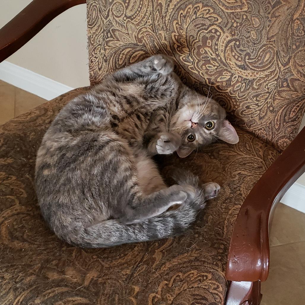 Enlarge Illy, a Adoptable mixed breed in Bulverde, TX image 3/4