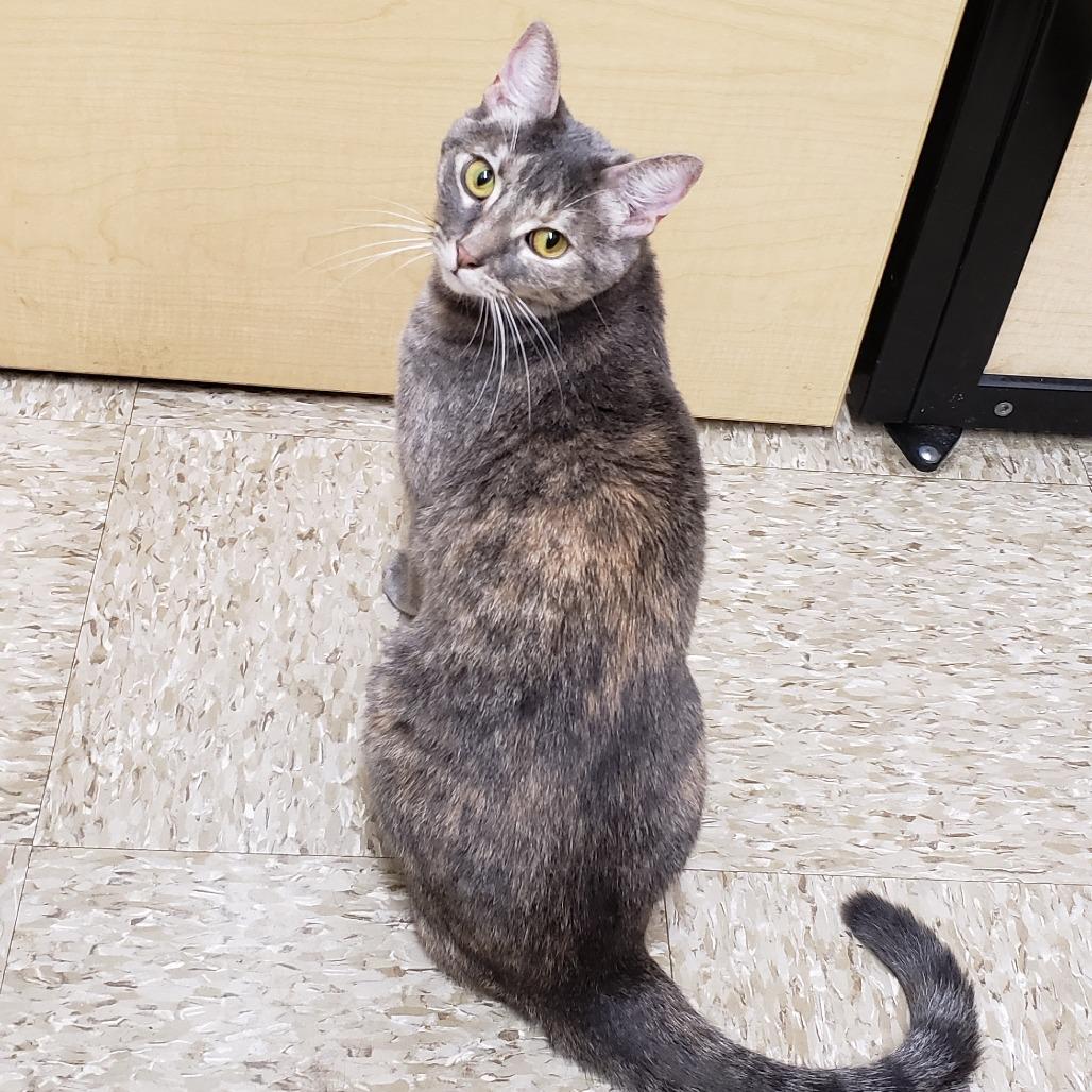 Enlarge Illy, a Adoptable mixed breed in Bulverde, TX image 4/4