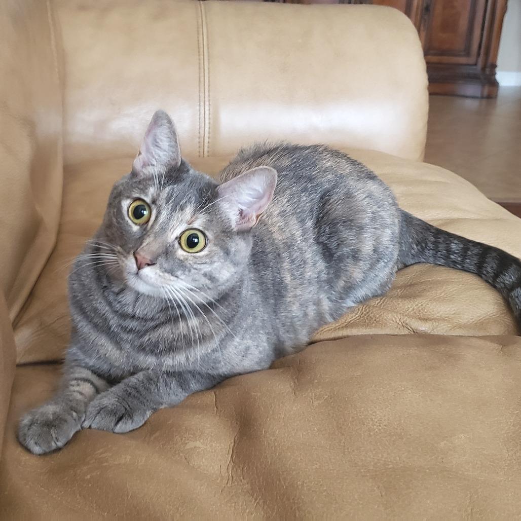 Enlarge Illy, a Adoptable mixed breed in Bulverde, TX image 4/5