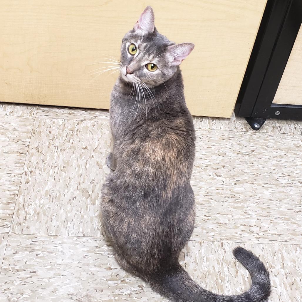 Enlarge Illy, a Adoptable mixed breed in Bulverde, TX image 5/5