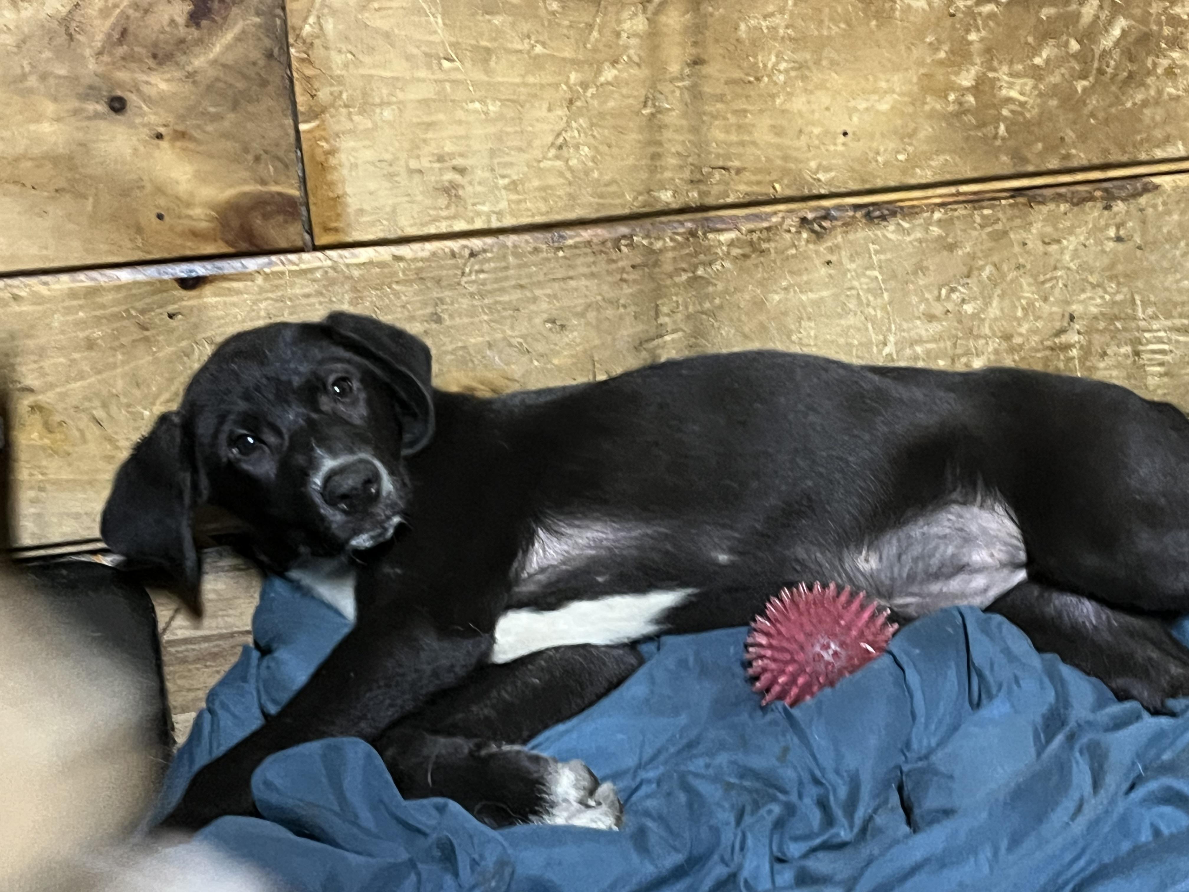 Enlarge Snookie (Fee SPONSORED), a Adoptable mixed breed in Portland, ME image 4/4