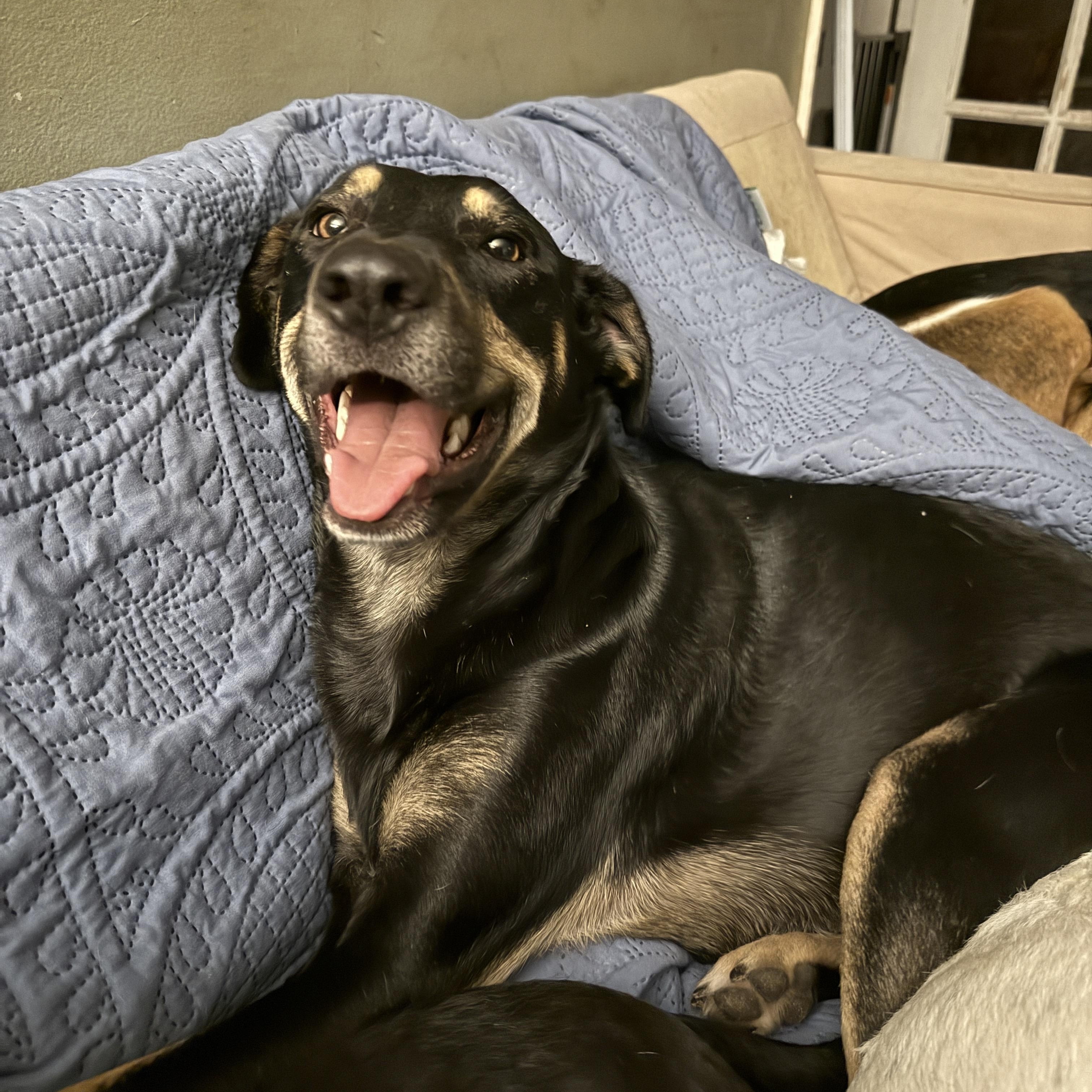 Enlarge Jaxson, a Adoptable mixed breed in Cortlandt Manor, NY image 1/4