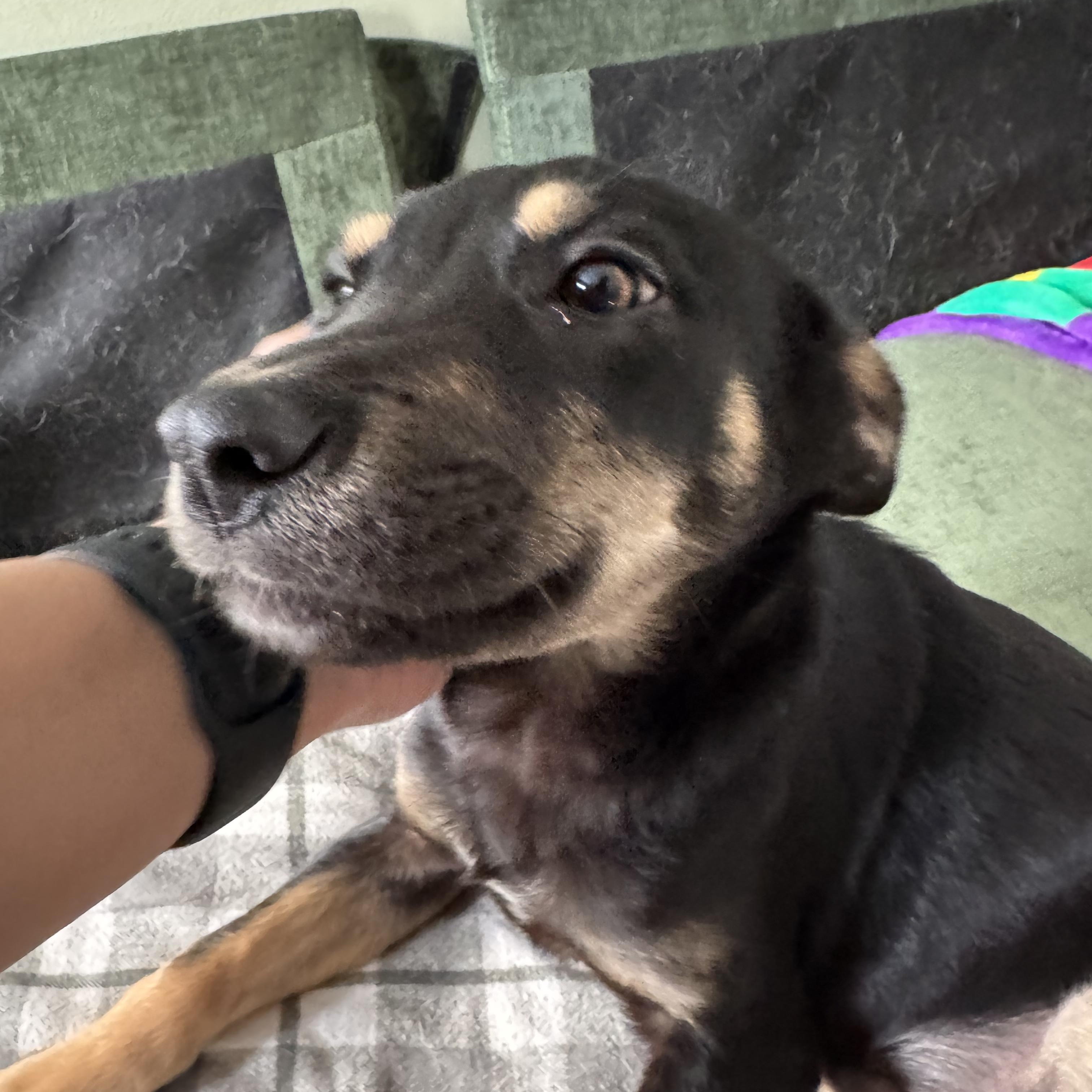 Jaxson, a Adoptable mixed breed in Cortlandt Manor, NY image 2/4