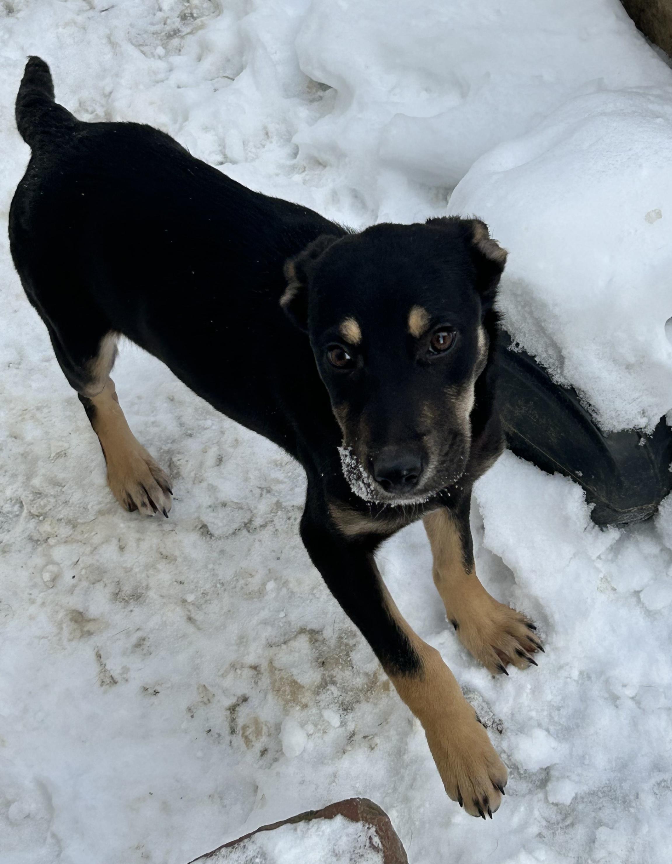 Jaxson, a Adoptable mixed breed in Cortlandt Manor, NY image 3/4