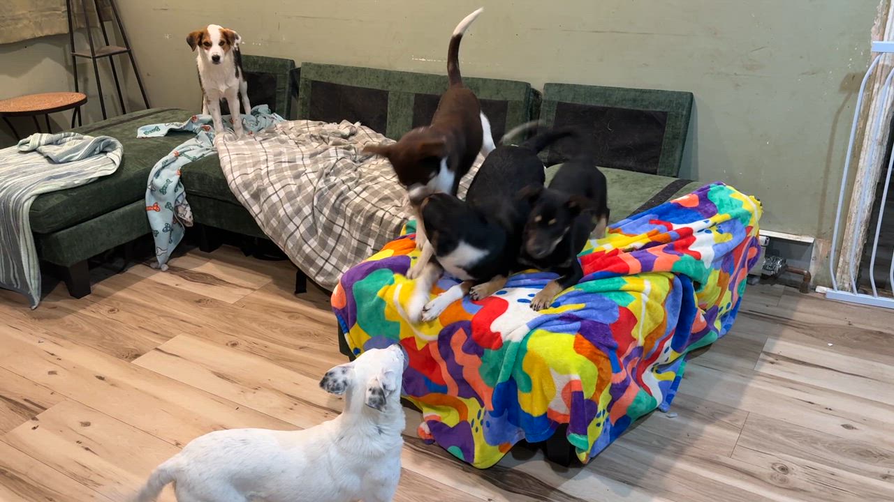 Enlarge Jaxson, a Adoptable mixed breed in Cortlandt Manor, NY video 4/4