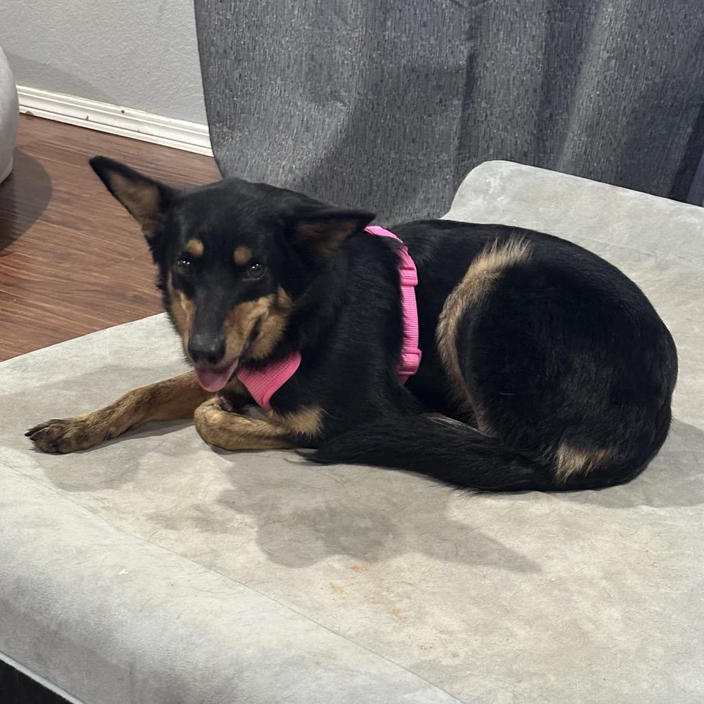 Lucy, a Adoptable mixed breed in Pineville, MO image 1/3