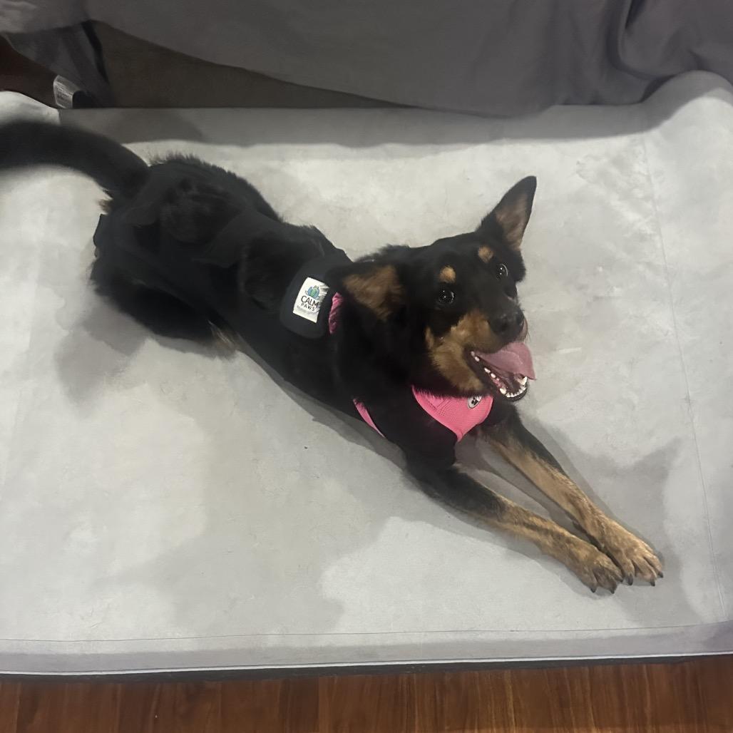 Lucy, a Adoptable mixed breed in Pineville, MO image 2/3