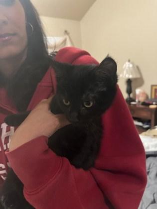 Ethel, Adoptable, Kitten Female Domestic Short Hair & Domestic Short Hair.