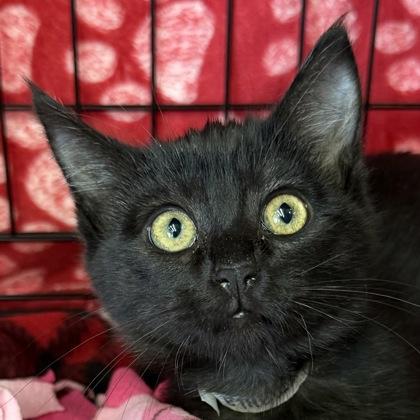 Enlarge Ethel, a Adoptable mixed breed in Pleasanton, CA image 2/3