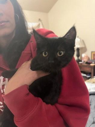 Enlarge Ethel, a Adoptable mixed breed in Pleasanton, CA image 3/3