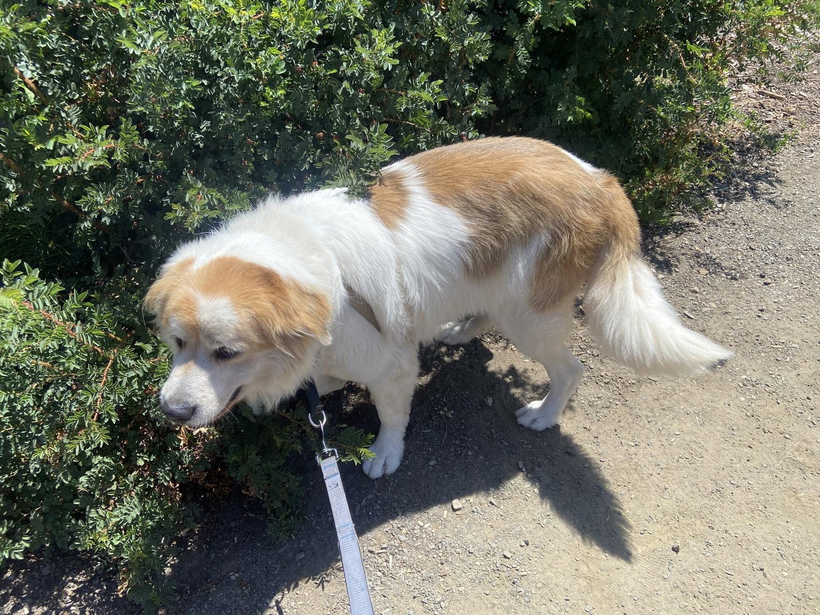 Finner (AP), Adoptable, Adult Male Great Pyrenees.