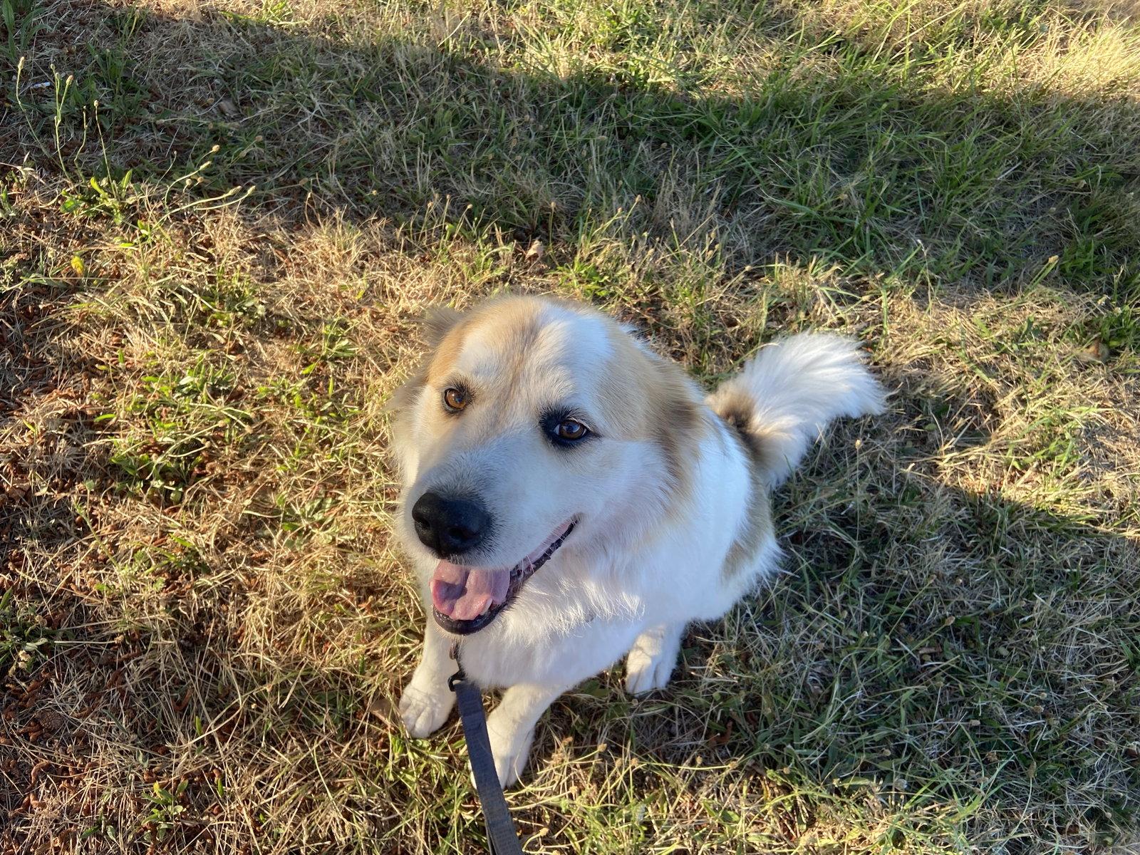 Enlarge Finner (AP), a Adoptable Great Pyrenees in Portland, OR image 2/2
