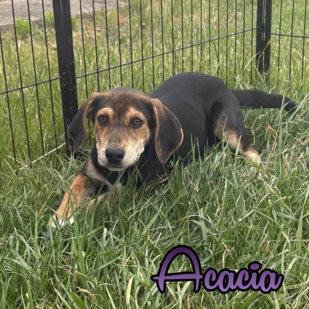 Acacia, Adoptable, Puppy Female Treeing Walker Coonhound & Mixed Breed.