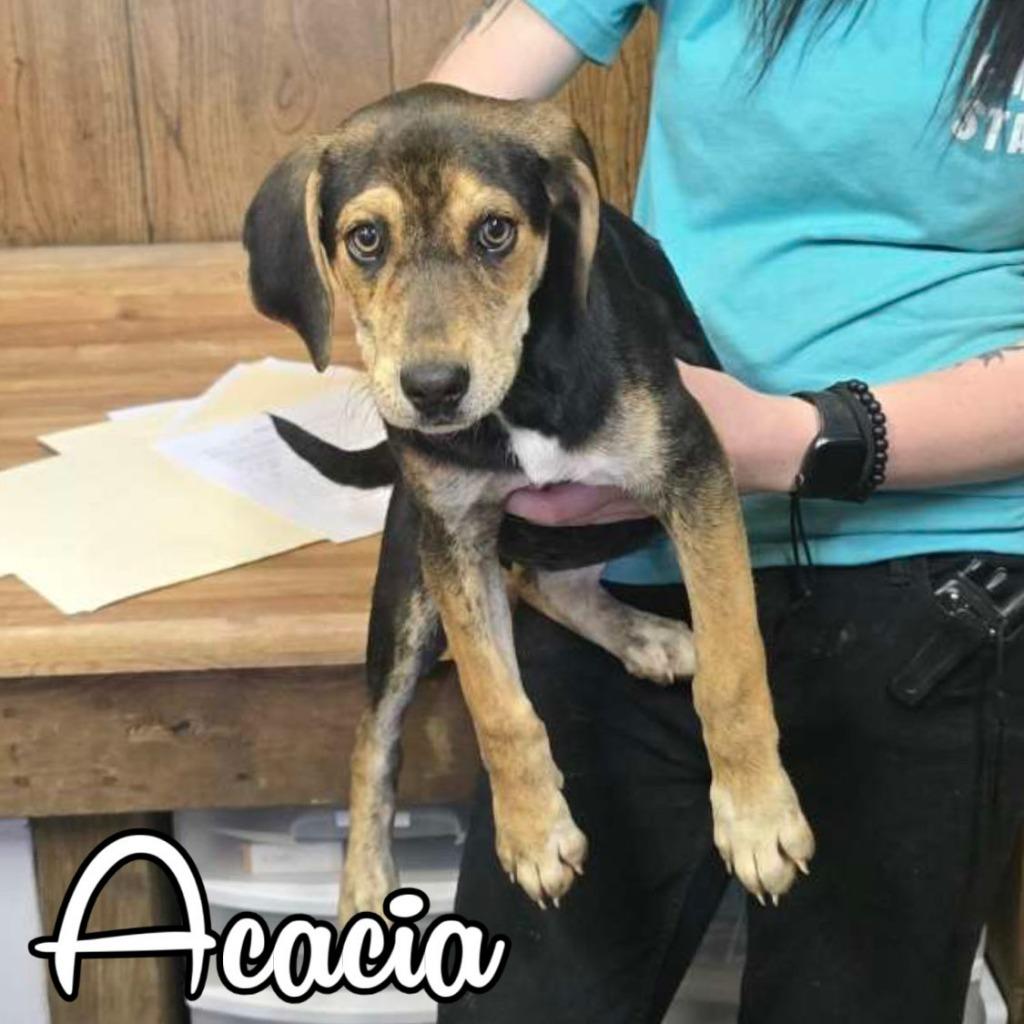 Enlarge Acacia, a Adoptable mixed breed in Hillsboro, OH image 2/2