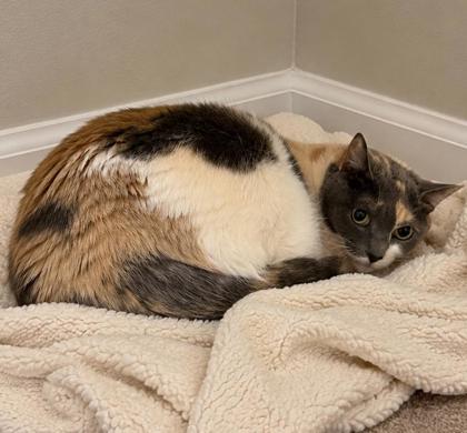 Callie, Adoptable, Senior Female Domestic Short Hair & Domestic Short Hair.