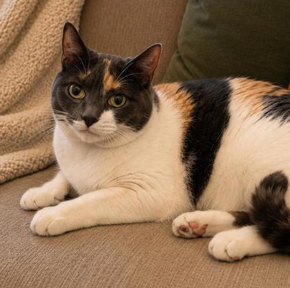 Callie, a Adoptable mixed breed in Elk Grove Village, IL image 2/3