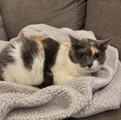 Callie, a Adoptable mixed breed in Elk Grove Village, IL image 3/3