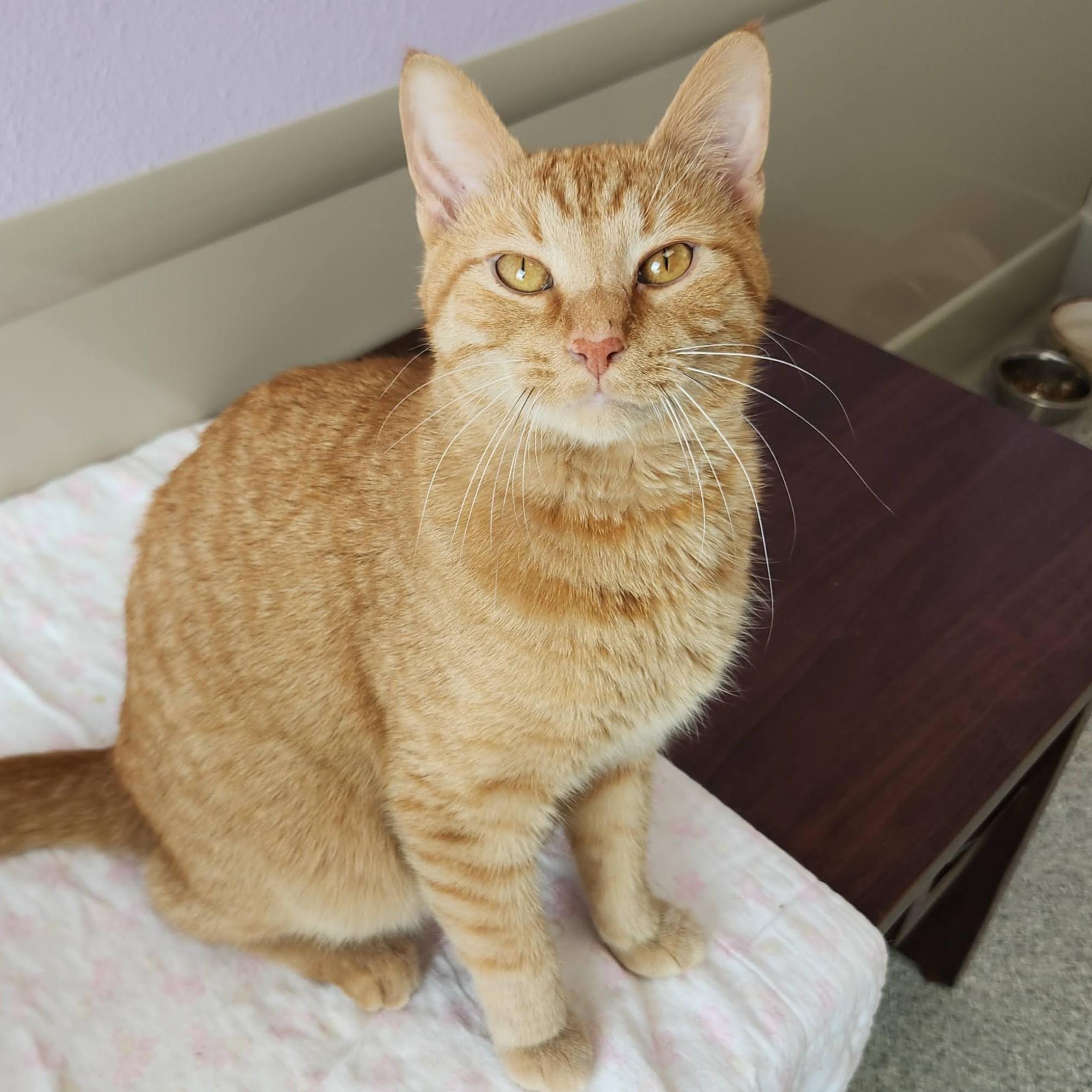 Enlarge Tony Baloney, a ADOPTABLE Tabby in Marshfield, WI image 3/4