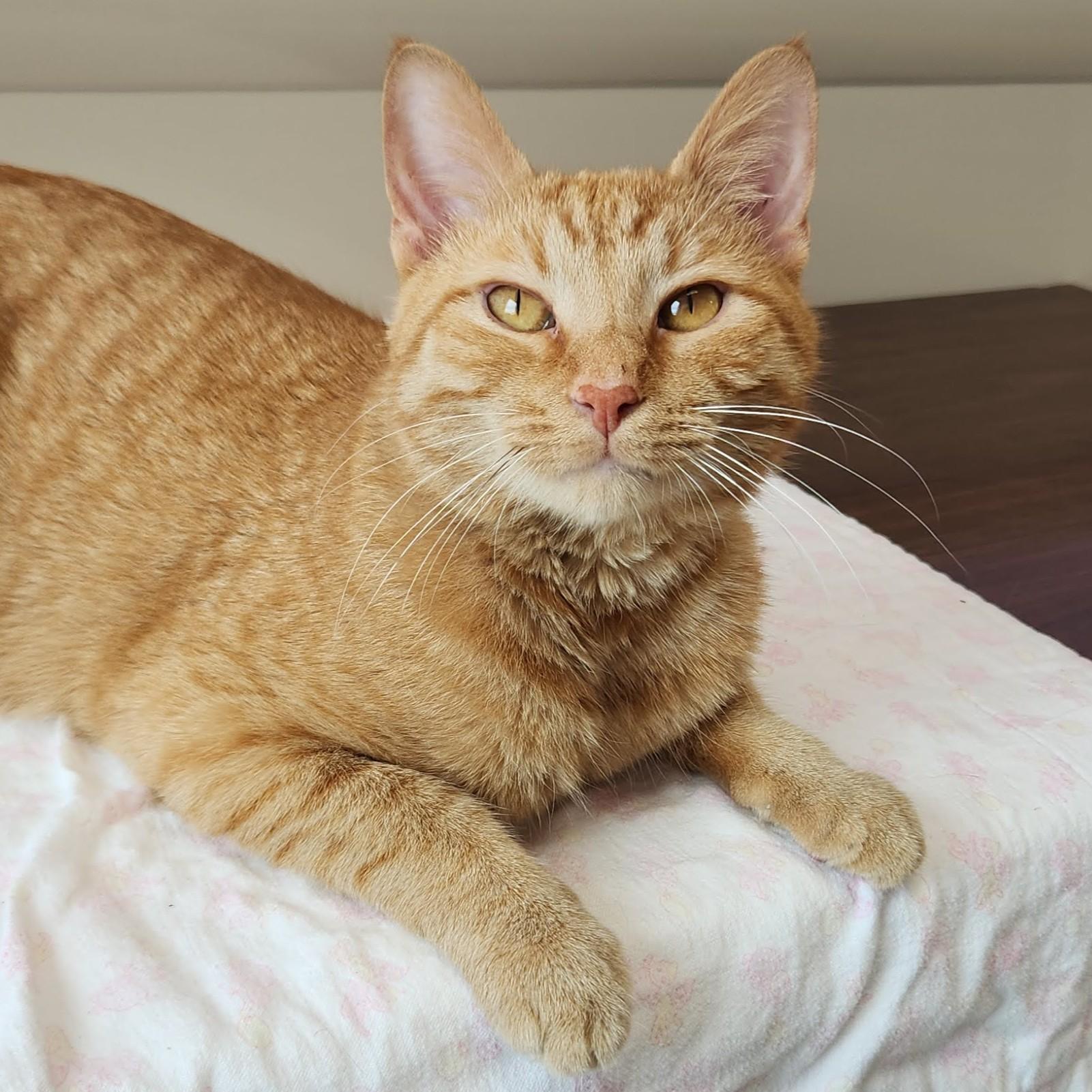 Enlarge Tony Baloney, a ADOPTABLE Tabby in Marshfield, WI image 1/4