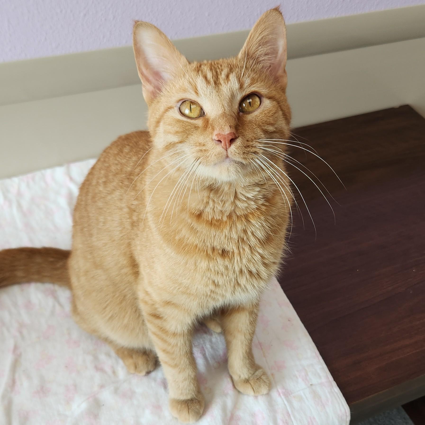 Enlarge Tony Baloney, a ADOPTABLE Tabby in Marshfield, WI image 2/4