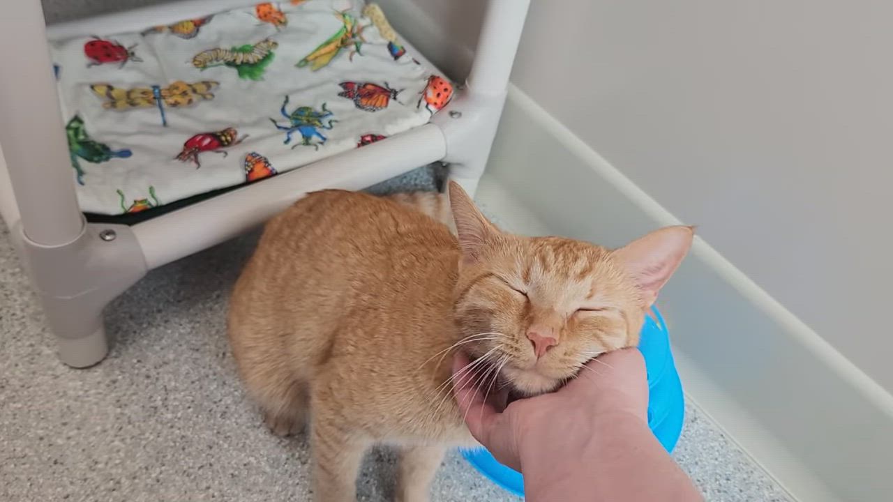 Enlarge Tony Baloney, a ADOPTABLE Tabby in Marshfield, WI video 4/4