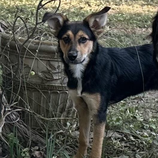 Birdie, a Adoptable mixed breed in Little Rock, AR image 4/6