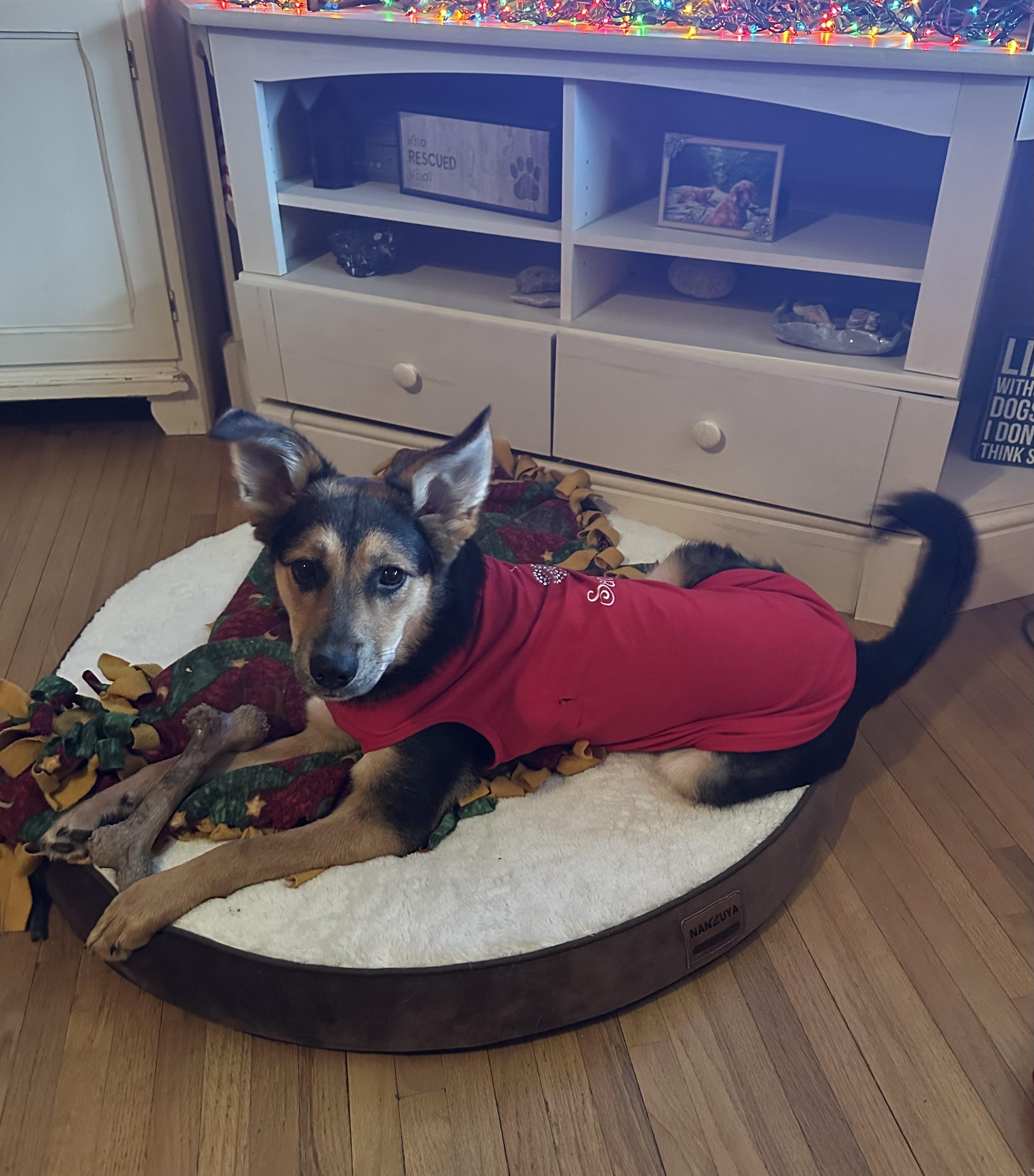 Birdie, a Adoptable mixed breed in Little Rock, AR image 2/6