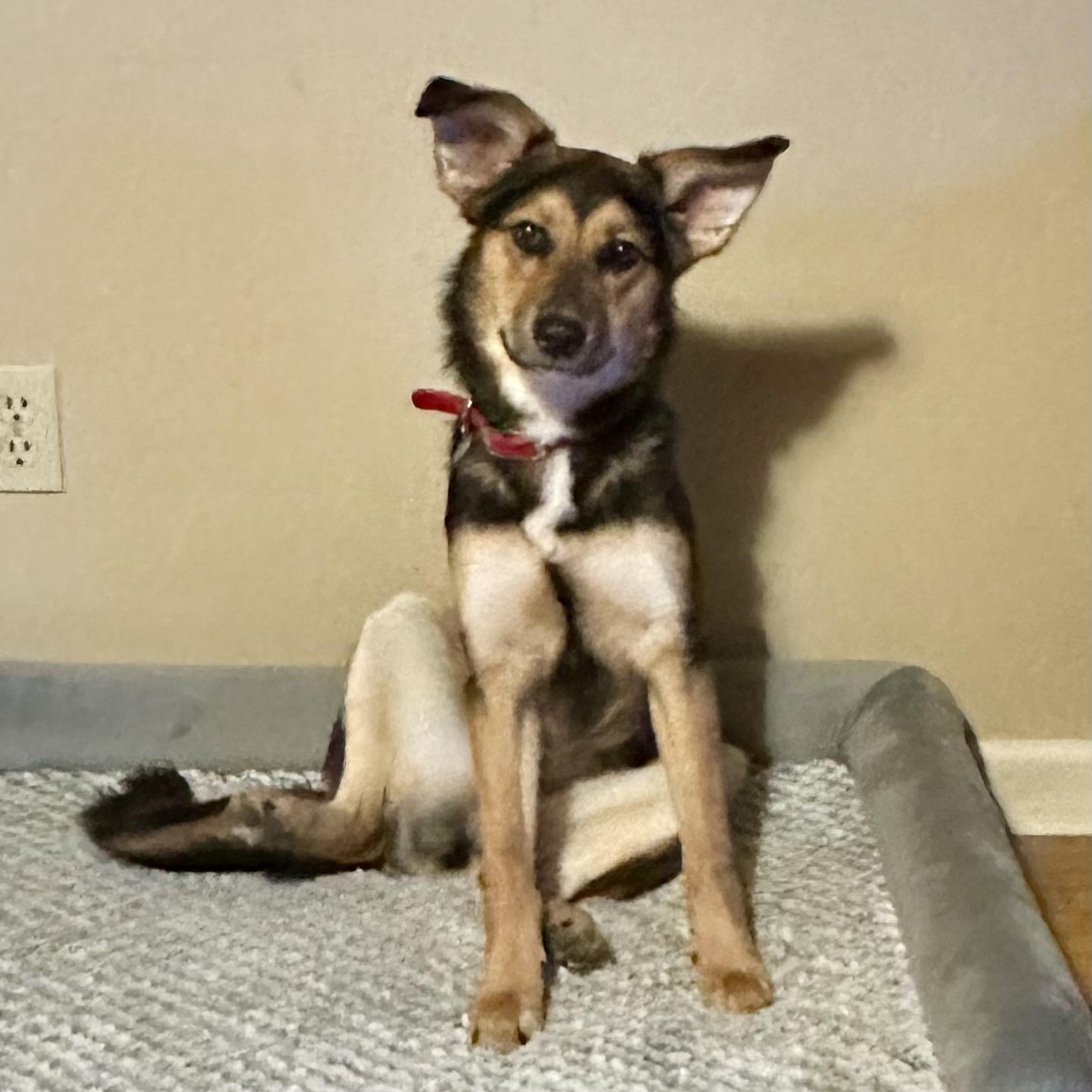 Birdie, a other mixed breed in Little Rock, AR image 1/6