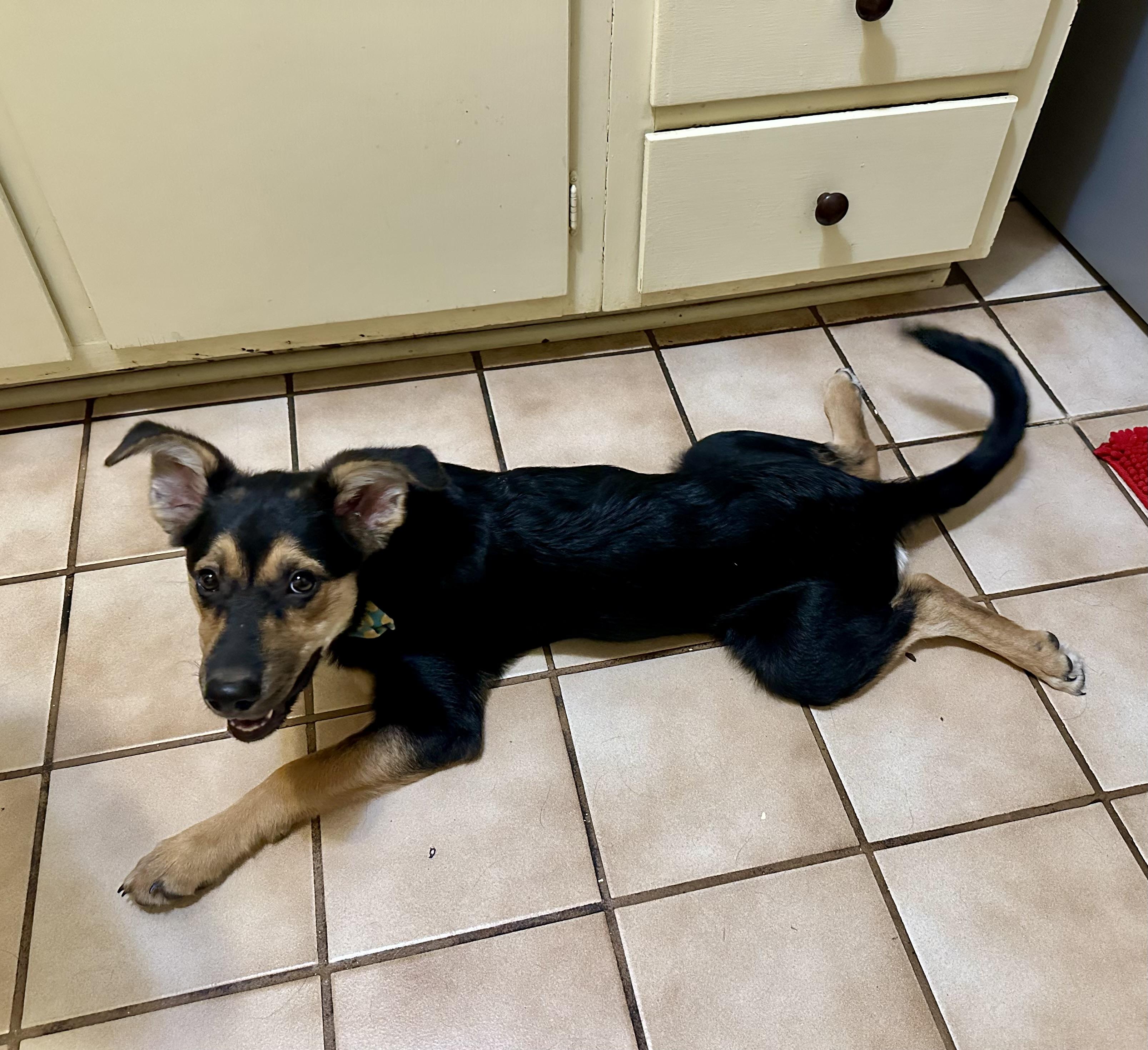 Birdie, a Adoptable mixed breed in Little Rock, AR image 6/6