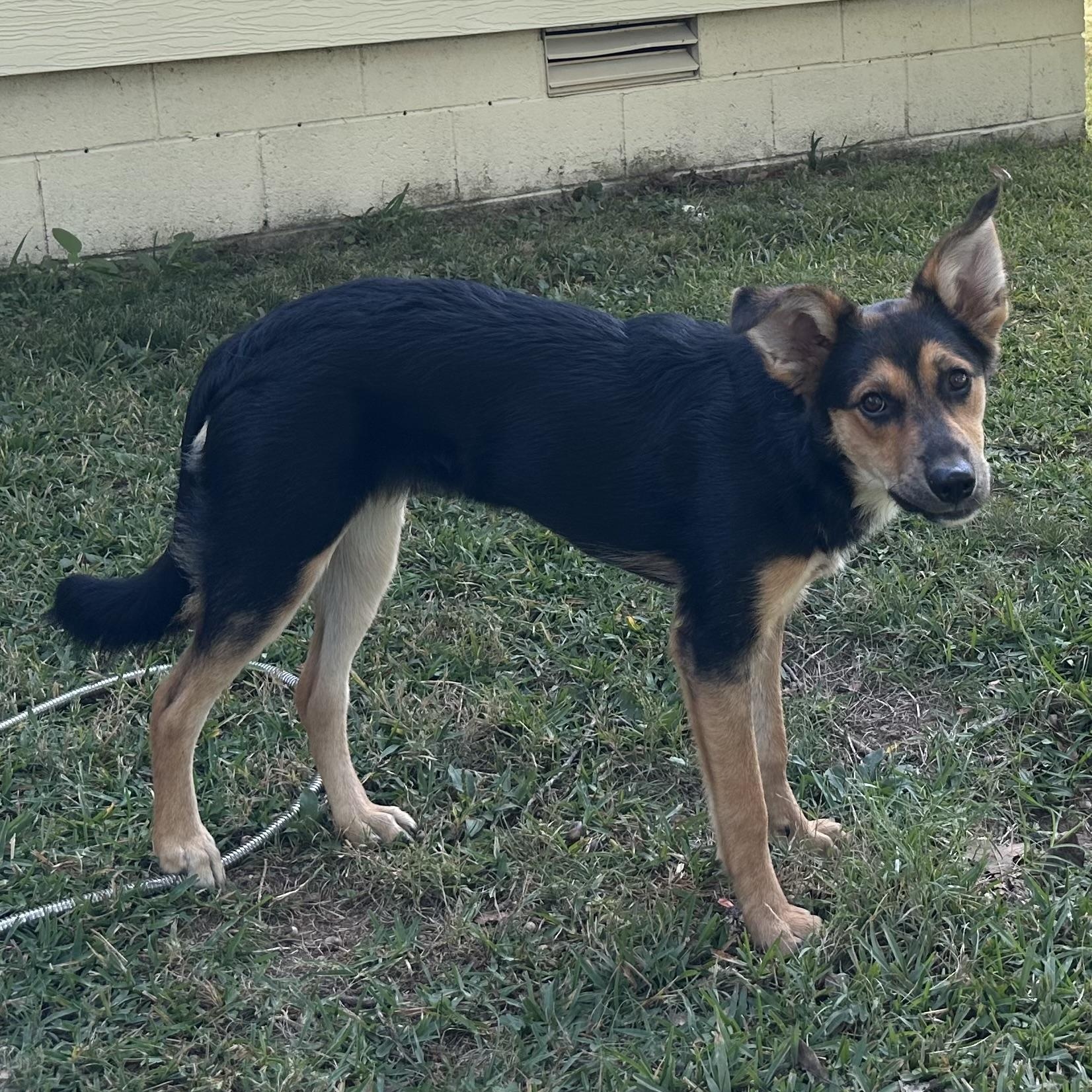 Birdie, a Adoptable mixed breed in Little Rock, AR image 5/6