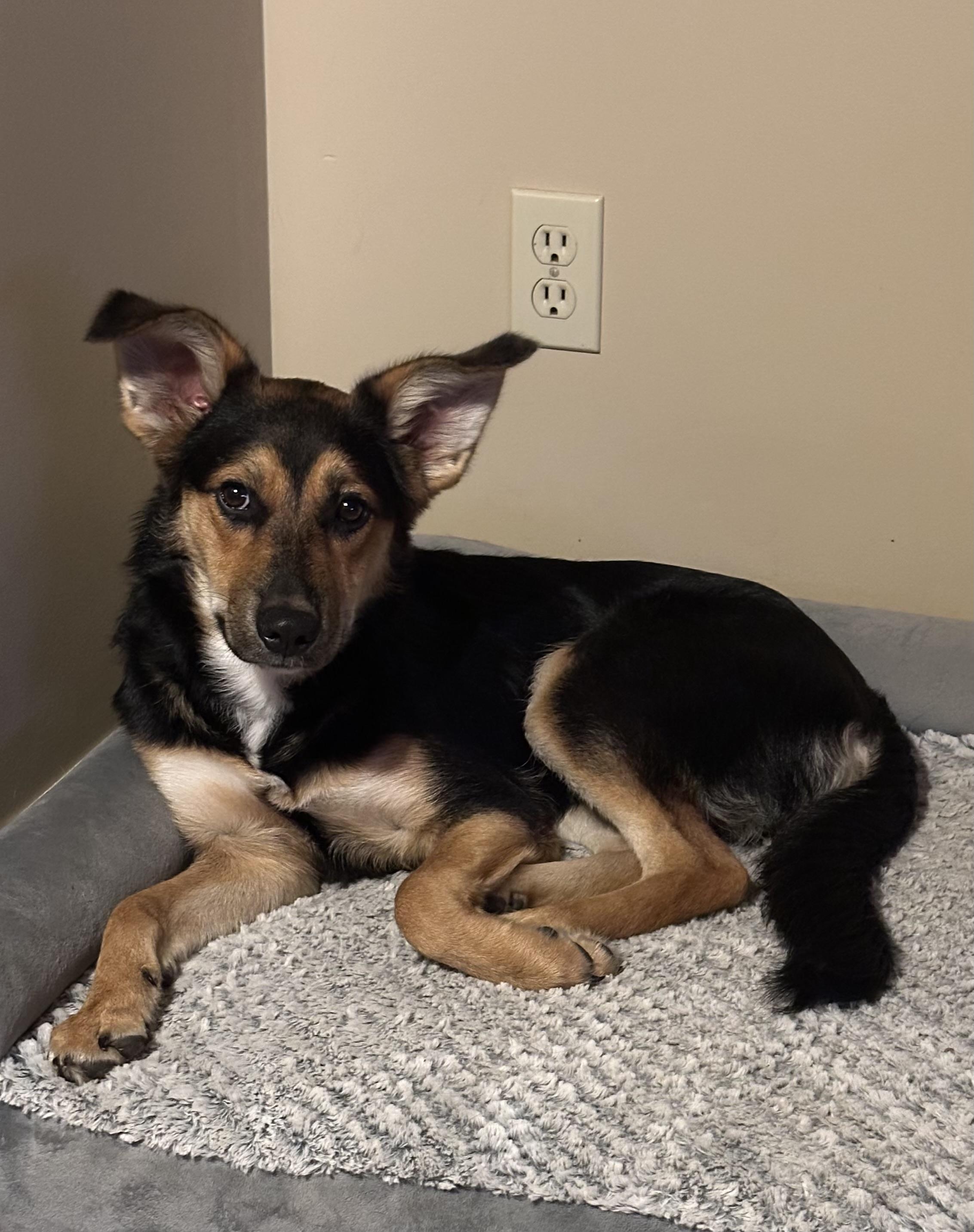 Birdie, a Adoptable mixed breed in Little Rock, AR image 3/6