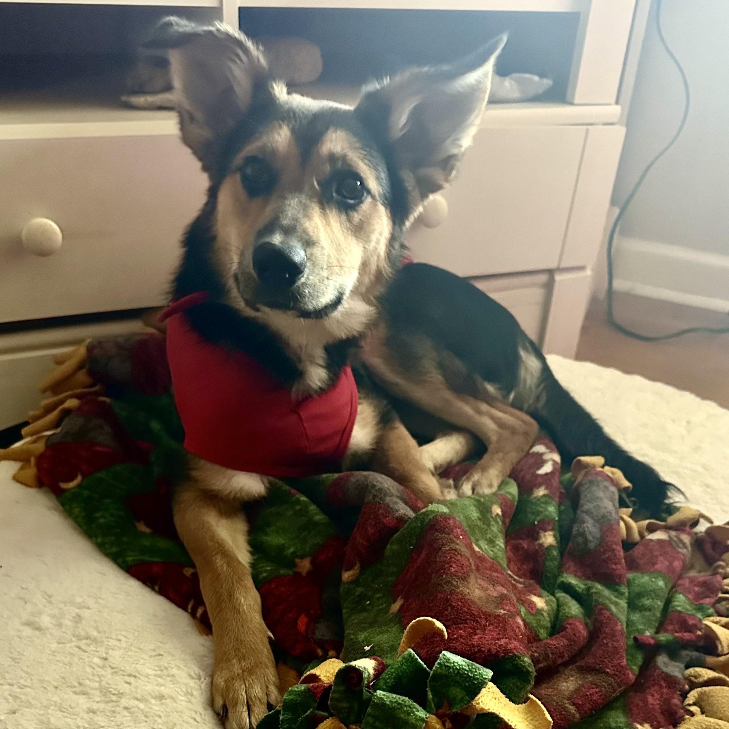 Birdie, a Adoptable mixed breed in Little Rock, AR image 1/6