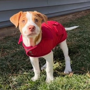 Detroit, Adoptable, Puppy Male Beagle.