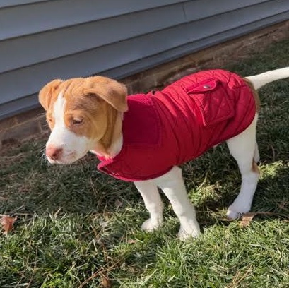 Enlarge Detroit, a Adoptable mixed breed in Midlothian, VA image 3/6