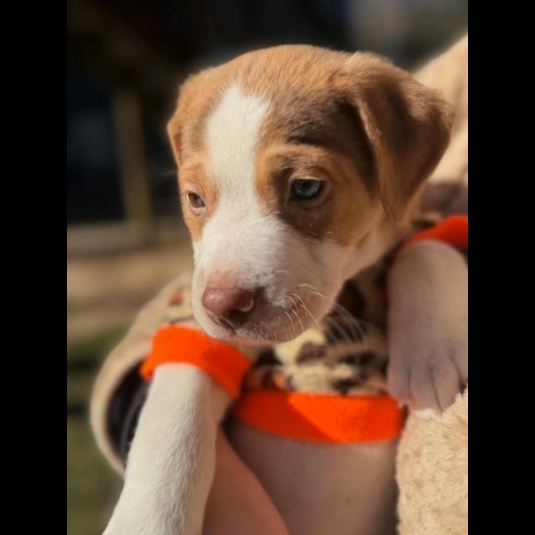 Enlarge Detroit, a Adoptable mixed breed in Midlothian, VA image 5/6