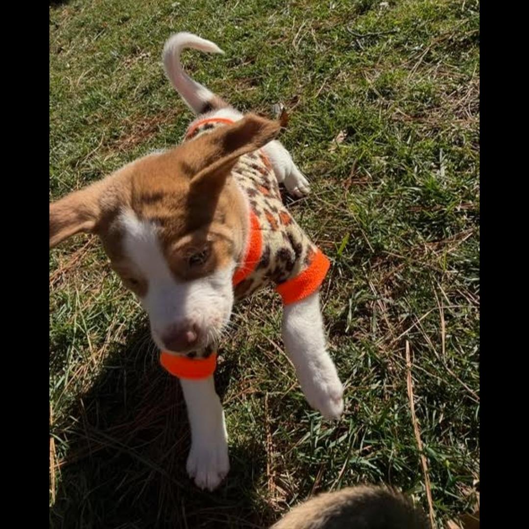 Enlarge Detroit, a Adoptable mixed breed in Midlothian, VA image 6/6