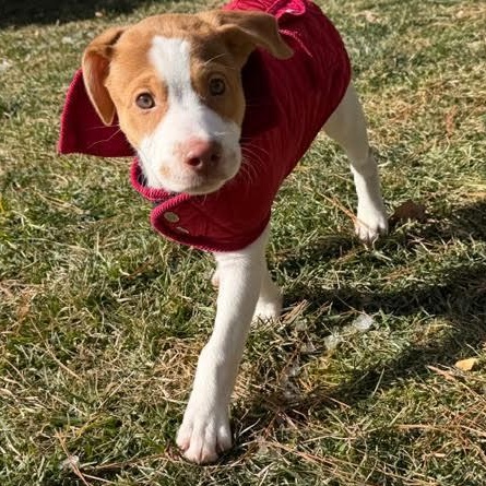 Enlarge Detroit, a Adoptable mixed breed in Midlothian, VA image 2/6