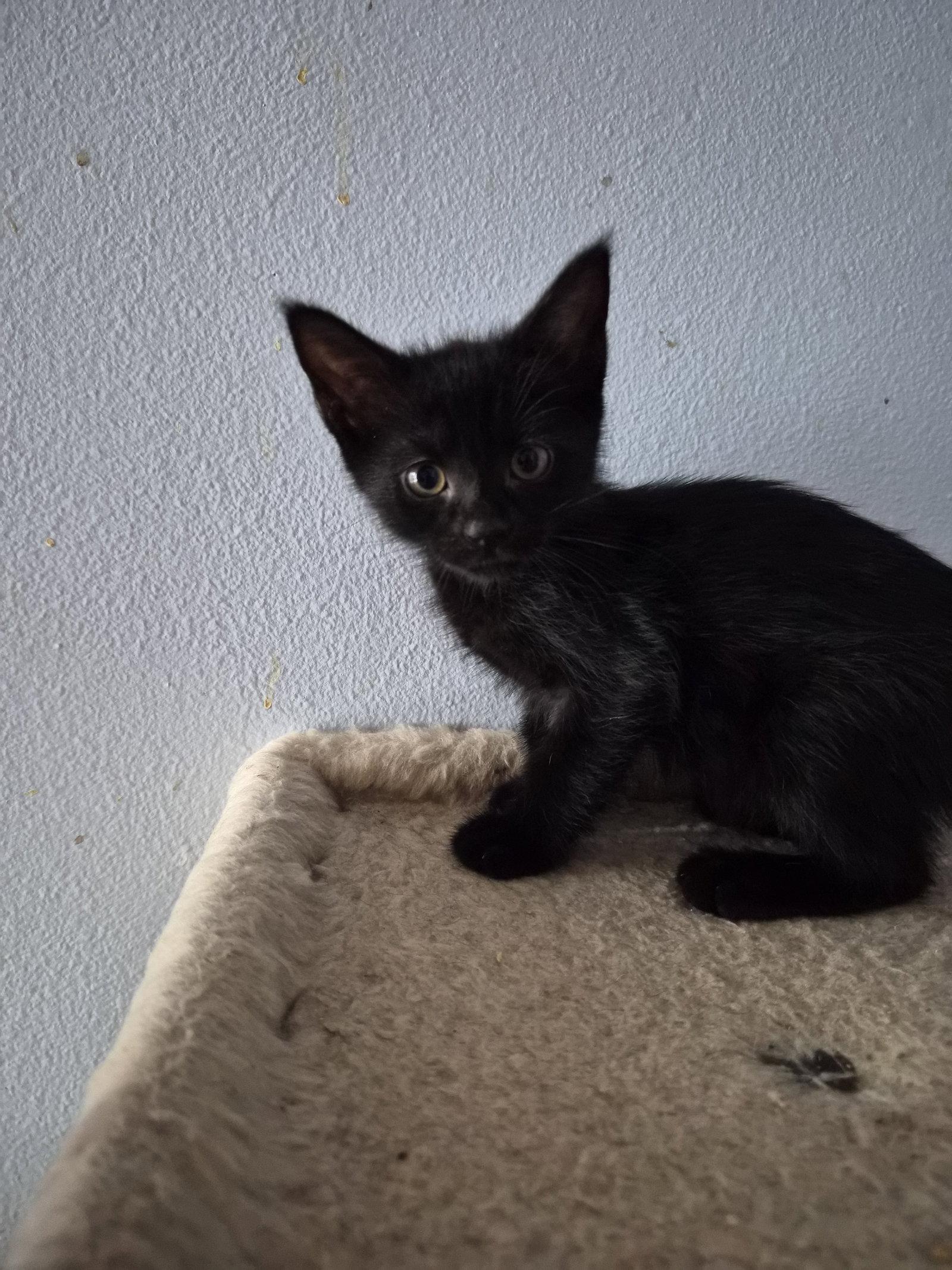 Ozzy („Oswald“), a Adoptable Domestic Short Hair in Orlando, FL image 2/3